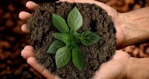 A Sustentabilidade é realmente praticada?