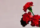 John Legend Anuncia Novo Álbum Muse Produzido por Pharrell